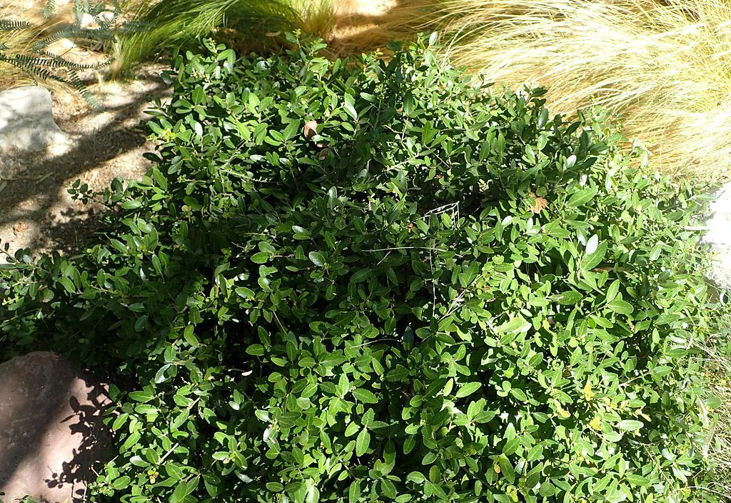 7 Texas Evergreen Shrubs Perfect for Your North Texas Landscape